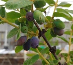 Sibirische Blaubeere / Honigbeere `Wojtek´ Lonicera Kamtschatica `Wojtek´