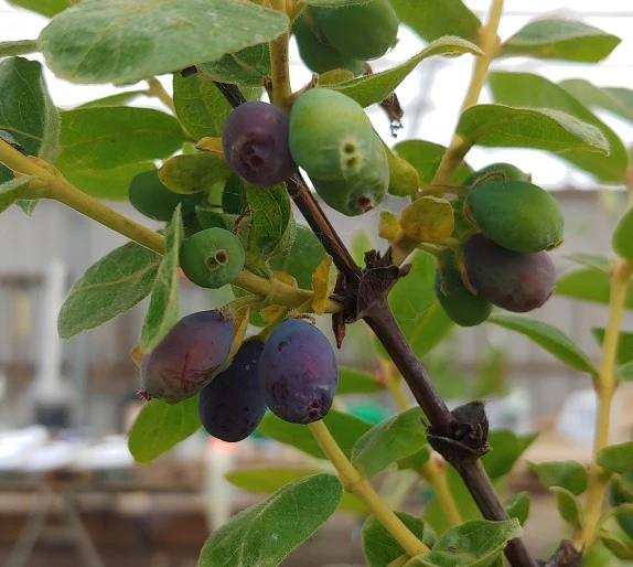 Sibirische Blaubeere / Honigbeere `Wojtek´ Lonicera Kamtschatica `Wojtek´ 3 Sibirische Blaubeere / Honigbeere `Wojtek´ Lonicera Kamtschatica `Wojtek´
