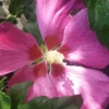 Hibiskus `Woodbridge´ Hibiscus Syriacus `Woodbridge´ 2 Hibiskus `Woodbridge´ Hibiscus Syriacus `Woodbridge´ -Pflanzenhof Woodbridge