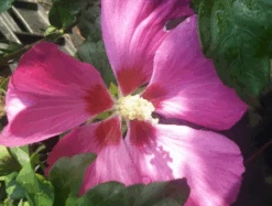 Hibiskus `Woodbridge´ Hibiscus Syriacus `Woodbridge´