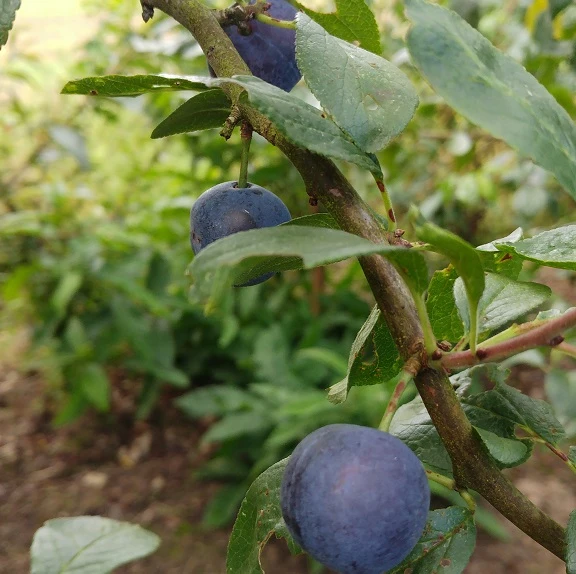 Zibarte Voraussichtlich Ab Juni/Juli Wieder Verfügbar 6 Zibarte Voraussichtlich Ab Juni/Juli Wieder Verfügbar – Bild 4