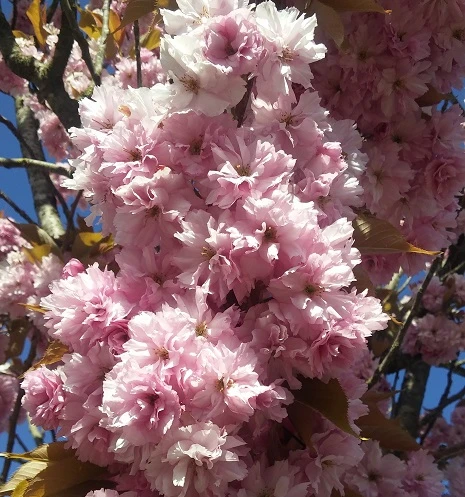 Zierkirsche `Kanzan´ Prunus Serrulata `Kanzan´ 2 Zierkirsche `Kanzan´ Prunus Serrulata `Kanzan´