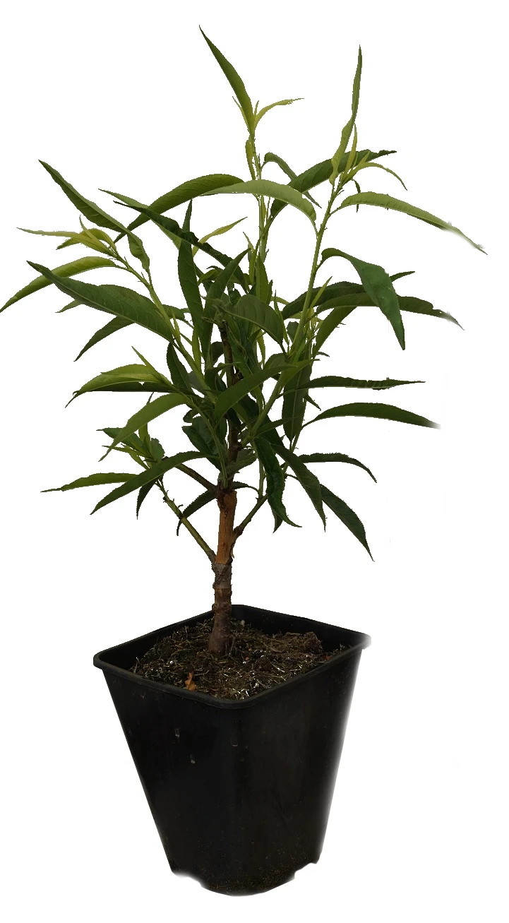 Zierpfirsich `Taoflora ® White´ (mit Essbaren Früchten) Prunus Persica `Taoflora ® White´ 6 Zierpfirsich `Taoflora ® White´ (mit Essbaren Früchten) Prunus Persica `Taoflora ® White´ – Bild 4