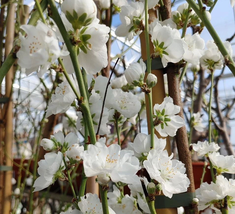 Zierpfirsich `Taoflora ® White´ (mit Essbaren Früchten) Prunus Persica `Taoflora ® White´ 4 Zierpfirsich `Taoflora ® White´ (mit Essbaren Früchten) Prunus Persica `Taoflora ® White´ – Bild 2