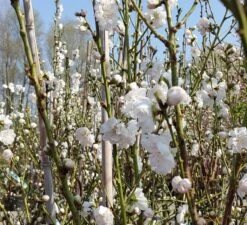 Zierpfirsich `Taoflora ® White´ (mit Essbaren Früchten) Prunus Persica `Taoflora ® White´ 8 Zierpfirsich `Taoflora ® White´ (mit Essbaren Früchten) Prunus Persica `Taoflora ® White´ -Pflanzenhof Zierpfirsich weiss4