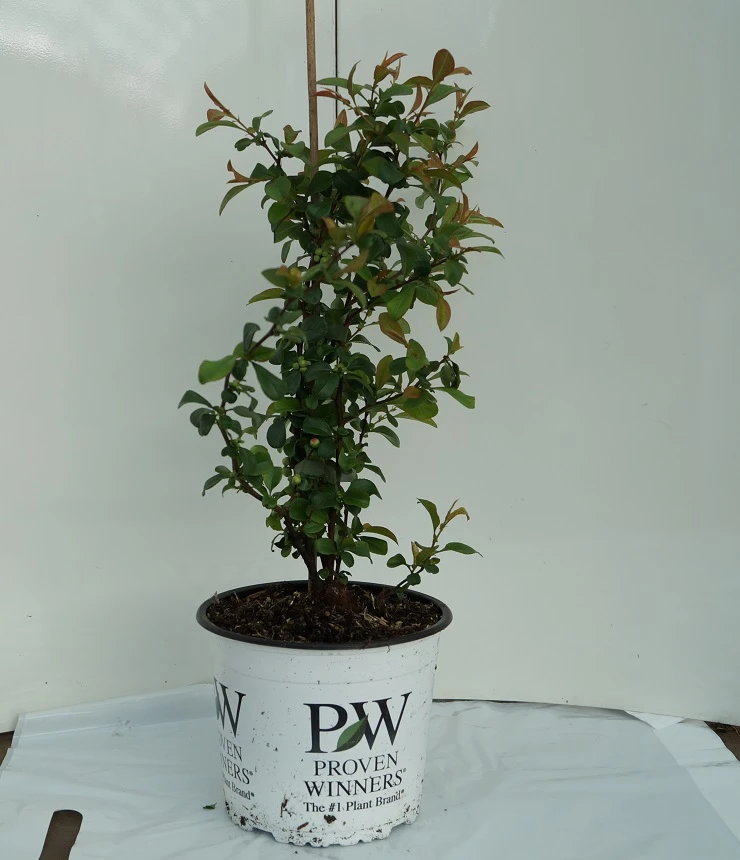 Zierquitte `Pink Storm´ Chaenomeles Japonica `Pink Storm´ 4 Zierquitte `Pink Storm´ Chaenomeles Japonica `Pink Storm´ – Bild 2