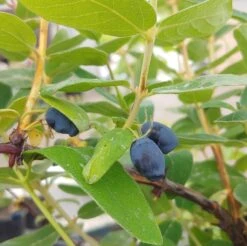 Sibirische Blaubeere / Honigbeere `Zojka Lonicera Kamtschatica `Zojka´ 9 Sibirische Blaubeere / Honigbeere `Zojka Lonicera Kamtschatica `Zojka´ -Pflanzenhof Zojka sibirische Blaubeere