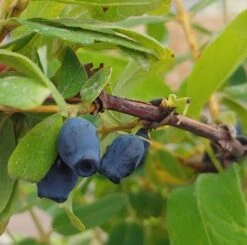 Sibirische Blaubeere / Honigbeere `Zojka Lonicera Kamtschatica `Zojka´