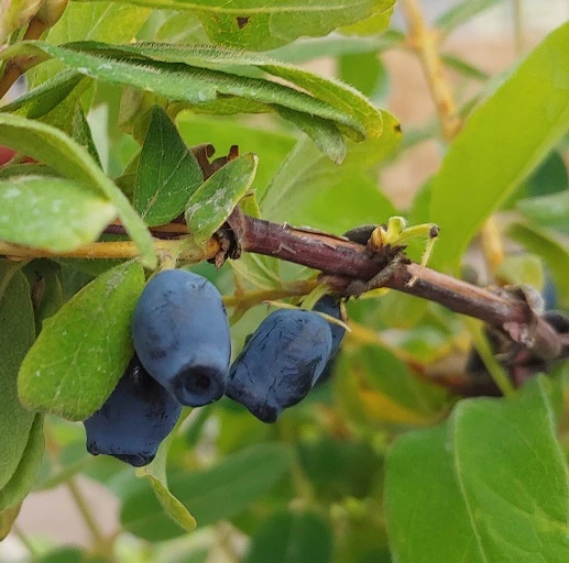 Sibirische Blaubeere / Honigbeere `Zojka Lonicera Kamtschatica `Zojka´ 3 Sibirische Blaubeere / Honigbeere `Zojka Lonicera Kamtschatica `Zojka´