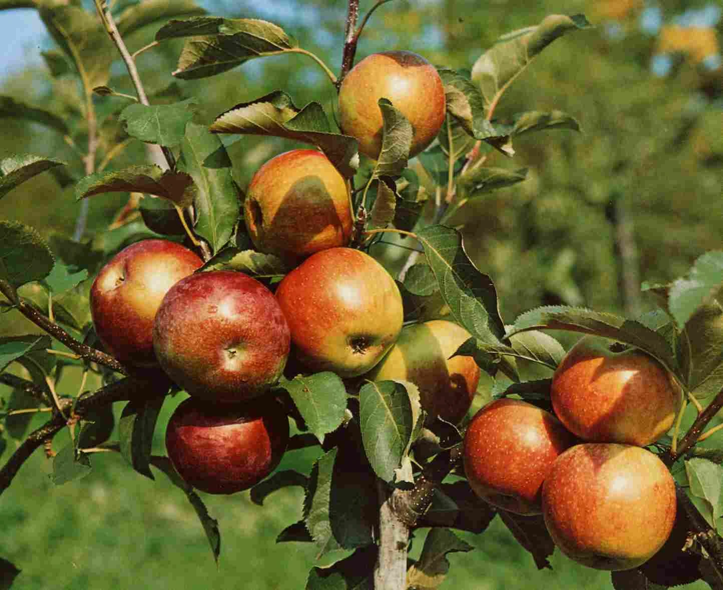 Zwergapfel Delgrina (R) Malus Domestica `Delgrina´ 3 Zwergapfel Delgrina (R) Malus Domestica `Delgrina´