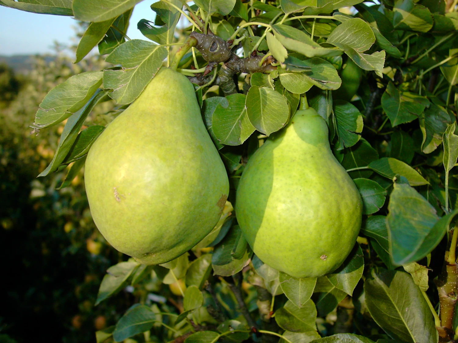 Zwergbirne Helenchen Pyrus Communis `Helenchen´ 3 Zwergbirne Helenchen Pyrus Communis `Helenchen´