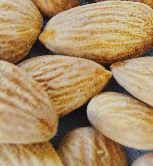 Zwerg-Fruchtmandel `Garden Prince´ Prunus `Zwerg-Fruchtmandel´ 4 Zwerg-Fruchtmandel `Garden Prince´ Prunus `Zwerg-Fruchtmandel´ – Bild 2