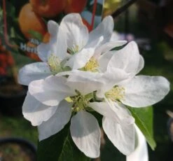 Alkmene Malus Domestica 11 Alkmene Malus Domestica -Pflanzenhof almene