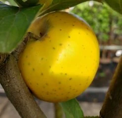 Pflanzenhof 39 Ananasrenette - Säulenform Malus Domestica `Ananasrenette´