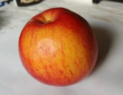 Schöner Aus Nordhausen Malus Domestica `Schöner Aus Nordhausen´ 8 Schöner Aus Nordhausen Malus Domestica `Schöner Aus Nordhausen´ -Pflanzenhof apFEL