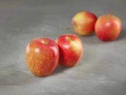 Rewena ® Malus Domestica 9 Rewena ® Malus Domestica -Pflanzenhof apfel rewena g