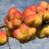 Apistar® Malus Domestica `Apistar´ 2 Apistar® Malus Domestica `Apistar´ -Pflanzenhof apfel sternapi fruechte