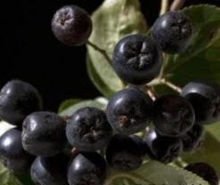 Aronia- Apfelbeere Nero Aronia Prunifolia `Nero´ -Pflanzenhof aronia nero 600x600