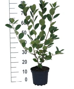 Aronia- Apfelbeere Nero Aronia Prunifolia `Nero´ -Pflanzenhof aronia neroiiPvXE42DygxM