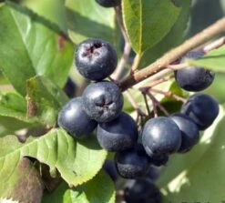 Bestseller -Pflanzenhof aronia 600x600