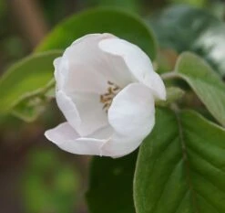 Tafelquitte Ayva® - Süßquitte, Kann Roh Verzehrt Werden Cydonia `Ayva´ -Pflanzenhof ayva bl te