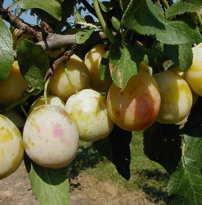 Mirabelle `Bellamira´ ® Prunus Domestica Subsp. Syriaca `Bellamira´ 3 Mirabelle `Bellamira´ ® Prunus Domestica Subsp. Syriaca `Bellamira´ – Bild 2