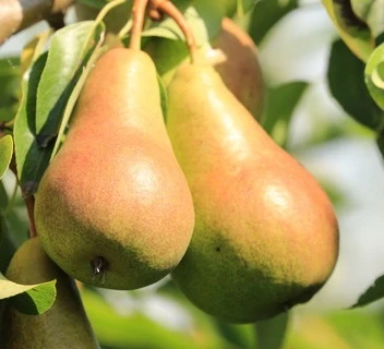 Harrow SweetⓈ Pyrus Communis `Harrow Sweet´ 4 Harrow SweetⓈ Pyrus Communis `Harrow Sweet´ – Bild 2