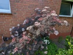 Holunder Black Lace ® Sambucus Nigra `Black Lace´ 12 Holunder Black Lace ® Sambucus Nigra `Black Lace´ -Pflanzenhof black lace6