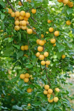 Kirschpflaume Prunus Cerasifera 7 Kirschpflaume Prunus Cerasifera -Pflanzenhof botanikfoto 502360 RF WEB