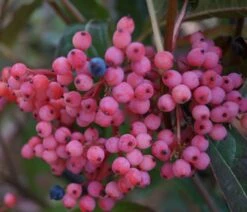 Pflanzenhof -Pflanzenhof brandywine33