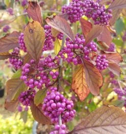 Schönfrucht, Liebesperlenstrauch Callicarpa Bodinieri `Profusion´ -Pflanzenhof callicarpa