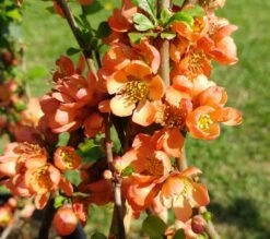 Nordische Zitrone, Zierquitte `Cido´ Chaenomeles Japonica `Cido´ -Pflanzenhof cido 1