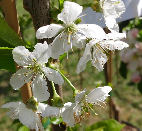 Säulenkirsche `Claudia´ Prunus Avium `Claudia´ 4 Säulenkirsche `Claudia´ Prunus Avium `Claudia´ – Bild 2