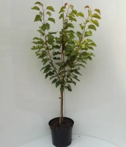 Kompakt Wachsende Aprikose `CompactaⓇ´ Prunus Armeniaca `Compacta´ 10 Kompakt Wachsende Aprikose `CompactaⓇ´ Prunus Armeniaca `Compacta´ -Pflanzenhof compacta