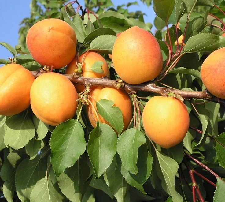 Kompakt Wachsende Aprikose `CompactaⓇ´ Prunus Armeniaca `Compacta´ 3 Kompakt Wachsende Aprikose `CompactaⓇ´ Prunus Armeniaca `Compacta´