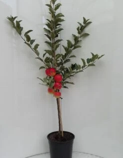 Elstar ® Malus Domestica 11 Elstar ® Malus Domestica -Pflanzenhof elstar bscuhbaum
