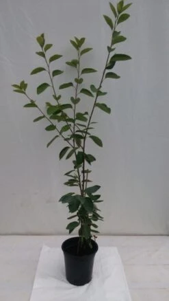 Prince William-Großfruchtige Felsenbirne Amelanchier `Prince William´ 13 Prince William-Großfruchtige Felsenbirne Amelanchier `Prince William´ -Pflanzenhof fELSENBIRNE 600x600