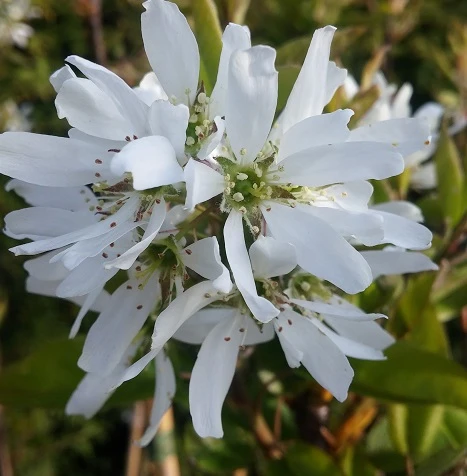 Felsenbirne Ballerina- Aufrecht Wachsend Amelanchier Laevis `Ballerina´ 4 Felsenbirne Ballerina- Aufrecht Wachsend Amelanchier Laevis `Ballerina´ – Bild 2