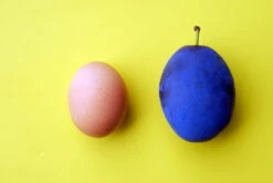 Haganta (S) Prunus Domestica `Haganta´ 12 Haganta (S) Prunus Domestica `Haganta´ -Pflanzenhof haganta12