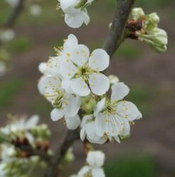 Hanita ® Prunus Domestica `Hanita 12 Hanita ® Prunus Domestica `Hanita -Pflanzenhof hanita bl te