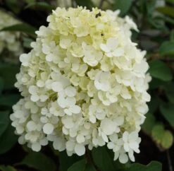 Rispenhortensie `Bobo®´ Hydrangea Paniculata `Bobo´ -Pflanzenhof hortensie bobo1