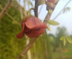 Veredelte Indianerbanane (Paw Paw) `Susquehanna ®´ Asimina Triloba `Susquehanna´ 8 Veredelte Indianerbanane (Paw Paw) `Susquehanna ®´ Asimina Triloba `Susquehanna´ -Pflanzenhof indianaerbanane bl te