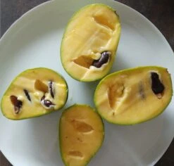 Pflanzenhof 7 Pflanzenhof -Pflanzenhof indianerbanane frucht aufgeschnittenmC83OjAvblbkD 1