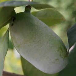 Veredelte Indianerbanane (Paw Paw) `Prima 1216´ Asimina Triloba `Prima 1216´ 9 Veredelte Indianerbanane (Paw Paw) `Prima 1216´ Asimina Triloba `Prima 1216´ -Pflanzenhof indianerbanane43