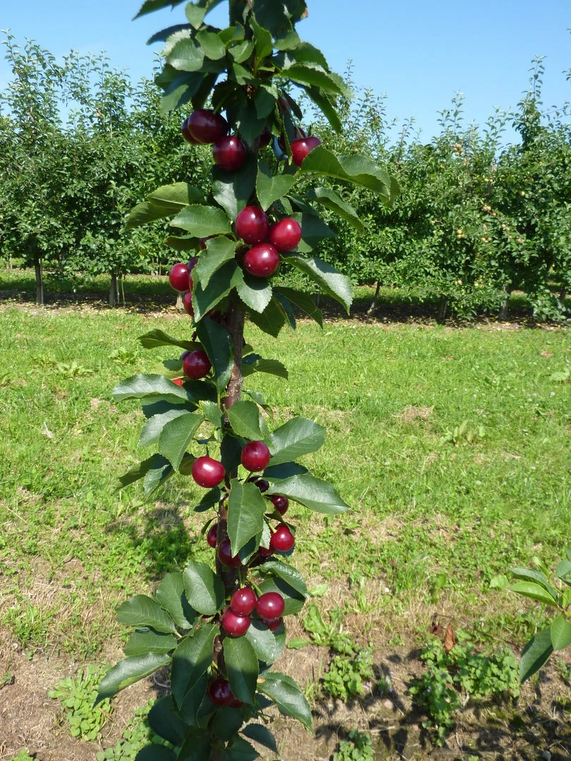 Säulensauerkirsche `Jachim´ Prunus Cerasus `Jachim´ 3 Säulensauerkirsche `Jachim´ Prunus Cerasus `Jachim´