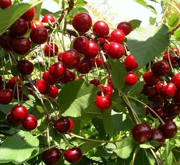 Sauerkirsche `Jade´ (S), Wurzelecht (kleinbleibend) Prunus Cerasus `Jade´ 3 Sauerkirsche `Jade´ (S), Wurzelecht (kleinbleibend) Prunus Cerasus `Jade´