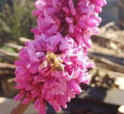 Judasbaum Cercis Siliquastrum 11 Judasbaum Cercis Siliquastrum -Pflanzenhof judasbaum mit biene 3UmROOMoGkmKP3