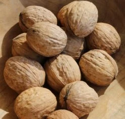 Zwerg-Walnuss Juglans Regia Var. Fertilis 7 Zwerg-Walnuss Juglans Regia Var. Fertilis -Pflanzenhof juglans fertilis 1