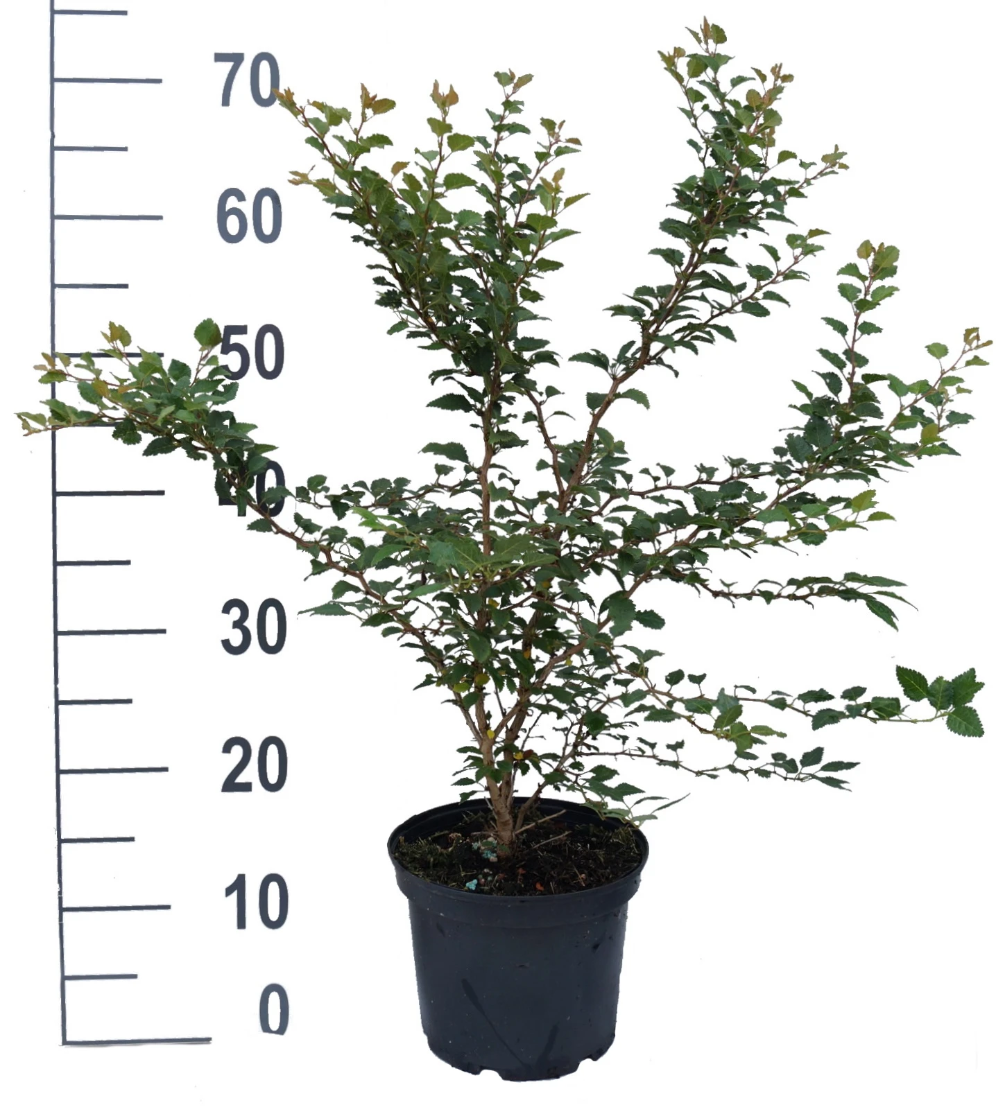 Zwerg-Zierkirsche `Kojou-no-mai´ Prunus Incisa `Kojou-no-mai´ 6 Zwerg-Zierkirsche `Kojou-no-mai´ Prunus Incisa `Kojou-no-mai´ – Bild 4