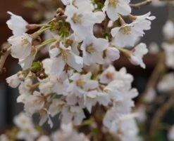 Zwerg-Zierkirsche `Kojou-no-mai´ Prunus Incisa `Kojou-no-mai´ 8 Zwerg-Zierkirsche `Kojou-no-mai´ Prunus Incisa `Kojou-no-mai´ -Pflanzenhof kojou no mai2